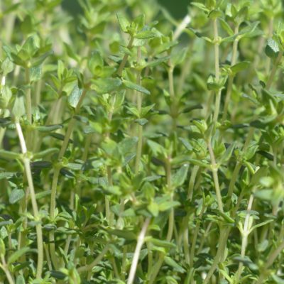 Farigola comú (Ecològica)