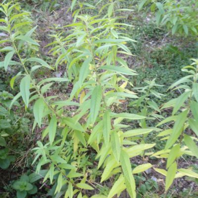 Fulla de Maria Lluïsa (Ecològica)