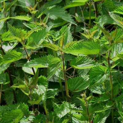 Ortiga "ordiga" (Ecològica)