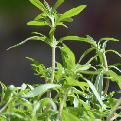 Fulla de Sajolida (Ecològica)
