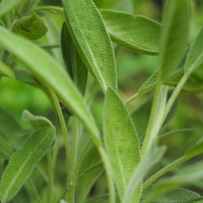 Sàlvia de Fulla Petita (Ecològica)